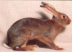 Belgian Hare Rabbits