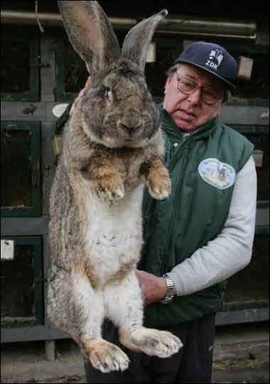 Flemish Giant Rabbits